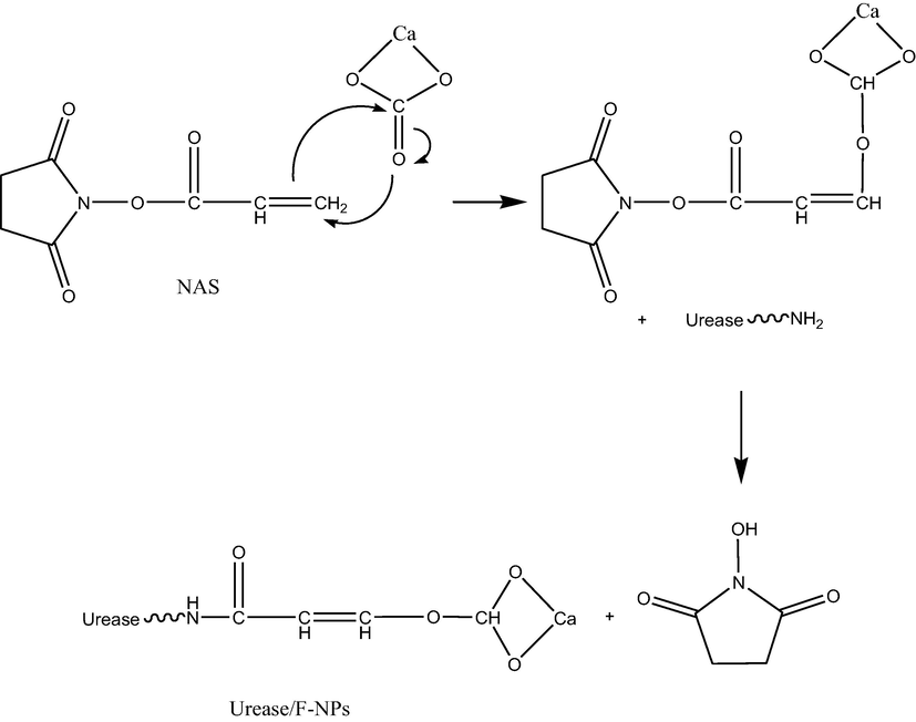 The reaction mechanism of CaCO3-NPs functionalisation and urease immobilisation.