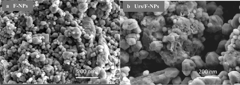 FESEM images of (a) F-NPs and (b) immobilised urease on the surface of F-NPs.