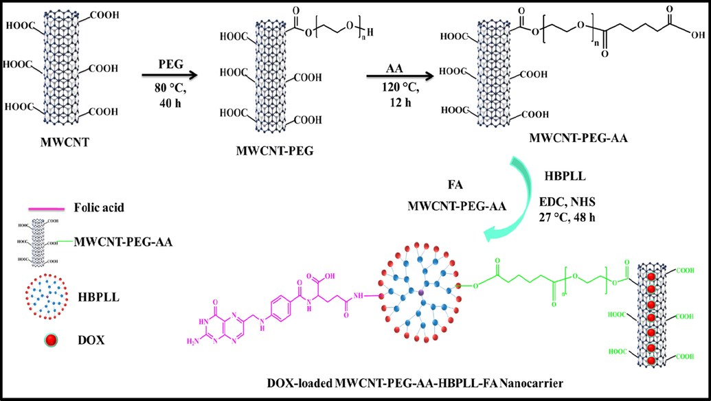 Overall schematic illustration of DOX/MWCNT-PEG-AA-HBPLL-FA carrier synthesis.