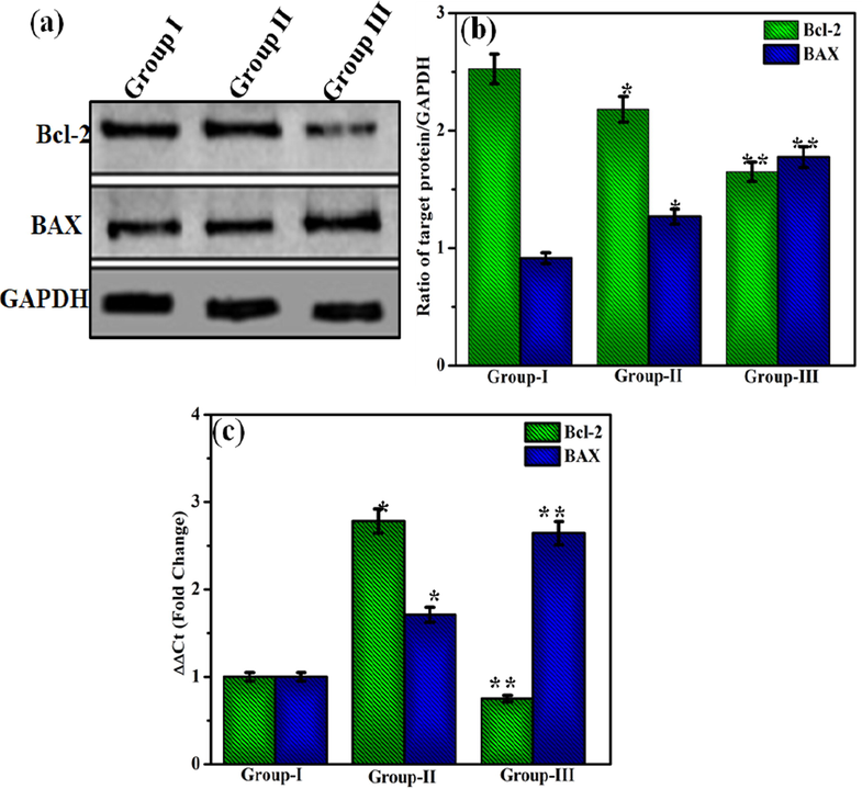 (a) Representative blot of Bcl-2 and BAX levels in HepG2 cells, (b) Ratio of Bcl-2 and BAX to GAPDH. Error bars represent SEM from three replicates (*P < 0.05) (c) mRNA expression of Bcl-2 and BAX in HepG2 cells. Group 1- Control; Group II- DU; Group III- DL. Error bars represent SEM from three replicates (*p < 0.05).