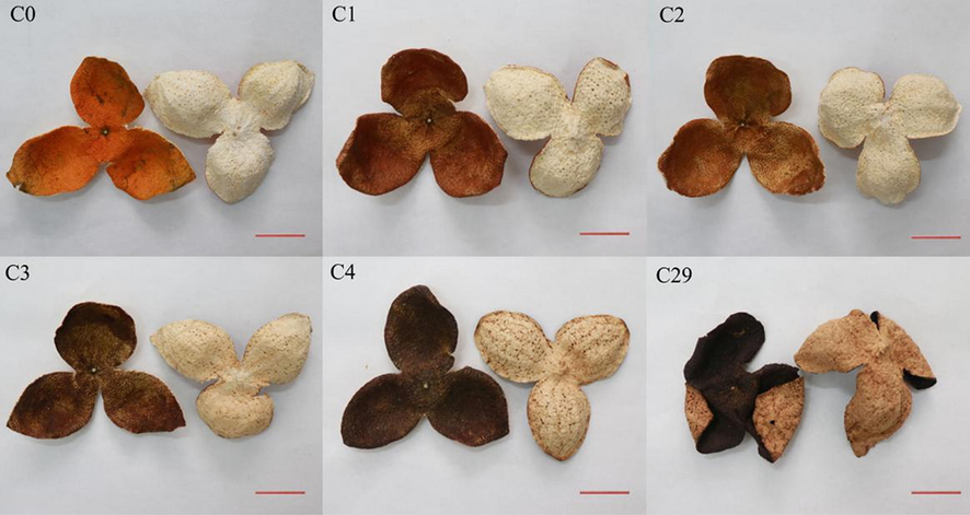Images of the PCRC samples. Bars = 2 cm.