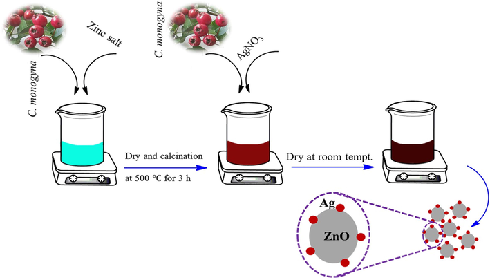 Schematic illustration for green synthesis of ZnO-Ag biosynthesized using C. monogyna.