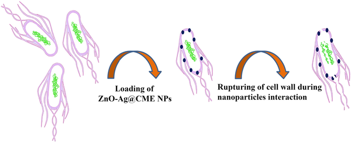 Representation of possible antibacterial mechanism of silver nanoparticles.