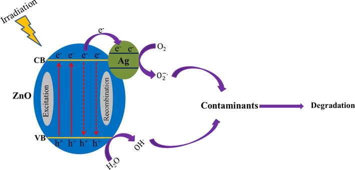 Probable degradation mechanism of pollutants by ZnO-Ag@CME NPs under UV and sunlight irradiations.
