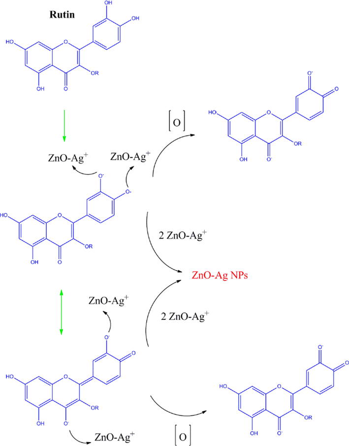 The possible mechanism of the bio-synthesized of ZnO-Ag using C. monogyna extract.