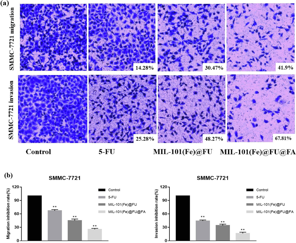 Effect of MIL-101(Fe)@FU@FA on the mobility of SMMC-7721 cells. (a) Representative images of invasion and migration, (b) Quantitative analysis of the inhibition of invasion and migration.