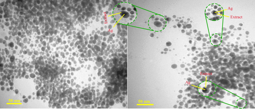 TEM images of SPE-AgNPs (40 mM, 60 min and 85 °C).