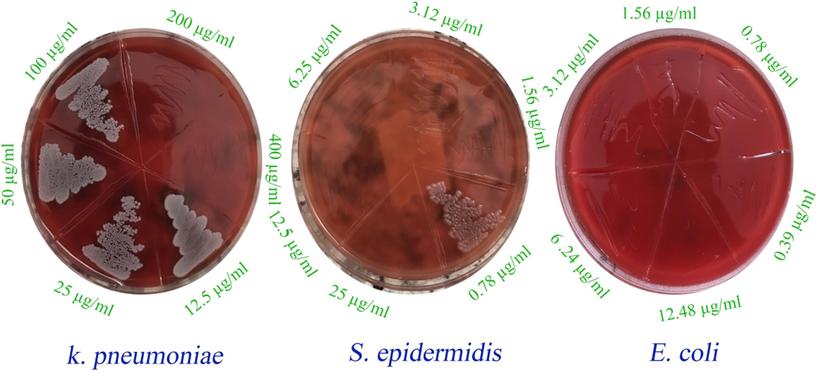 Photograph of MBC experiments of various bacteria.