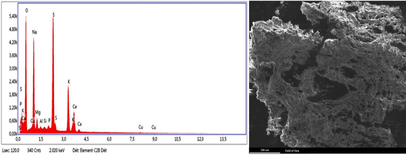 SEM-EDX spectra of Tamarix aphylla’s ash.