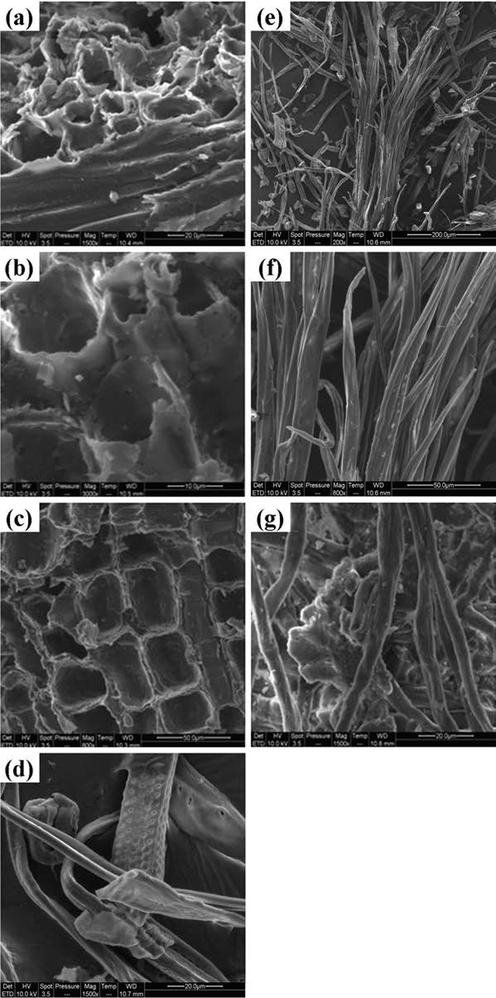 Scanning electron micrographs of raw material shape: Transversal section (a), tegument (b), albumen (c), longitudinal section (d), pretreated fiber (e), holocellulose (f) and cellulose (g).