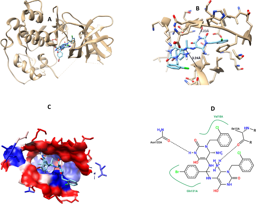 Compound 7 interaction with CDK2 protein, A) 3D interaction, B) 3D hydrogen bond formation, C) Hydrophobic interaction (represented by blue color), D) 2D interaction, B) 3D hydrogen bond formation.