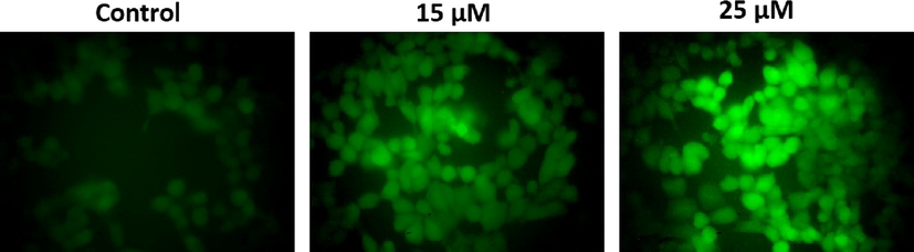 Free radical generation of furanochrome visnagin on HeLa cells. HeLa cells were treated with 15 µM and 25 µM visnagin for 24 h and assessed for ROS generation by DCFH-DA staining technique. The emission of green fluorescence were viewed and photographed under microscope. The visnagin treated HeLa cells showed a increased green fluorescence, which indicates the substantial increment in the ROS production. Representative images were depicted as Control, 15 µM visnagin treated HeLa cells, and 25 µM visnagin treated HeLa cells, respectively.