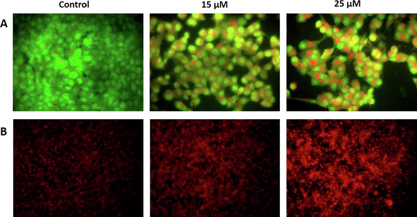 Apoptotic induction of furanochrome visnagin on HeLa cells. HeLa cells were treated with 15 µM and 25 µM visnagin for 24 h, assessed for apoptotic induction with A- AO/EtBr dual staining technique, B- Propidium iodide nuclear staining technique. The dual staining revealed the increased yellow and orange fluorescence in the visnagin treated HeLa cells. The PI staining images revealed the increased red fluorescence in the visnagin treated HeLa cells. These findings indicates the increased apoptotic cell death. The emission of green and red fluorescence were viewed and photographed under microscope. Representative images were depicted as Control, 15 µM visnagin treated HeLa cells, 25 µM visnagin treated HeLa cells, respectively.