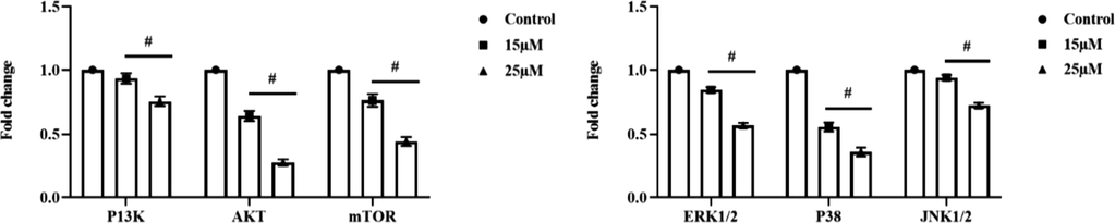 Anticarcinogenic potency of furanochrome visnagin on HeLa cells. HeLa cells were treated with 15 µM and 25 µM visnagin for 24 h, assessed for gene expression of cell cycle signaling protein using real time PCR technique. The visnagin treated HeLa cells demonstrated the decreased expression of PI3K, AKT, and mTOR proteins. The visnagin treatment also decreased the ERK1/2, P38, and JNK1/2 expressions in the HeLa cells. A- PI3K/AKT/mTOR pathway signaling proteins, B- MAPK pathway signaling proteins. Results were subjected to statistical analysis with One Way ANOVA followed by Student’s Newman Keuls test. p < 0.05, statistically significant.