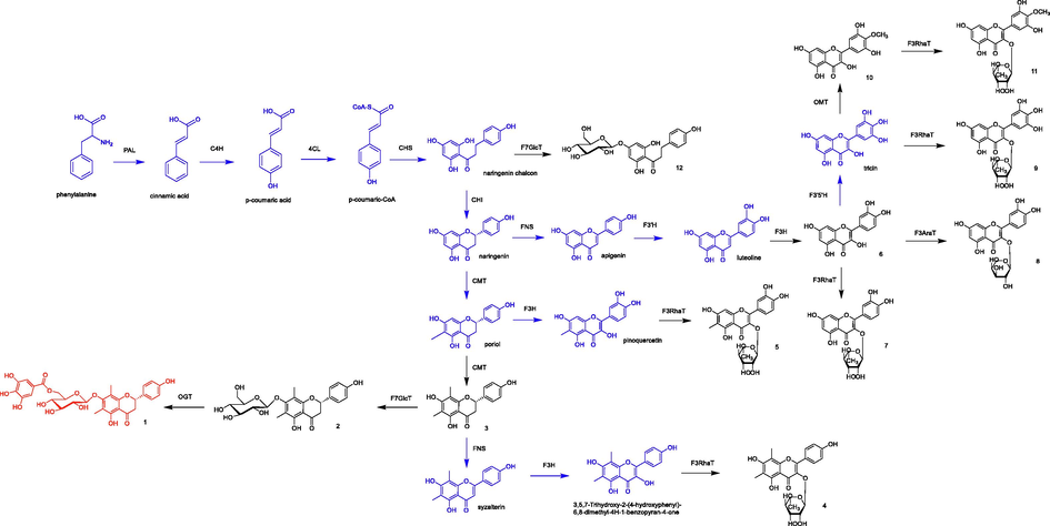 The proposed biosynthetic pathway of flavonoids isolated from C. conspersipunctatus (red: new compound, black: known compounds, blue, inferred compounds). Enzyme abbreviations: PAL, phenylalnine ammonia-lyase; C4H, cinnamate-4-hydroxylase; 4CL, p- coumaroyl:CoA-ligase; CHS, chalcone synthase; CHI, chalcone isomerase; CMT, C-methyltransferase, FNS, flavone synthase; F3H, flavanone 3-hydroxylase; F3′H, flavonoid-3′-hydroxylase; F3′5′H, flavonoid 3′,5′-hydroxylase; OMT, O-methyltransferase; F7GlcT, flavonol 7-O-glucosyltransferase; F3RhaT, flavonol 3-O-rhamnosyltransferase; F3AraT, flavonol 3-O- arabinosyltransferase; OGT, O-galloyltransferase.