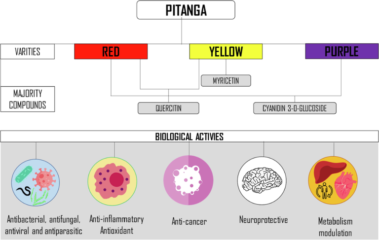 The major bioactive compounds found in different pitanga varieties and their beneficial effects.
