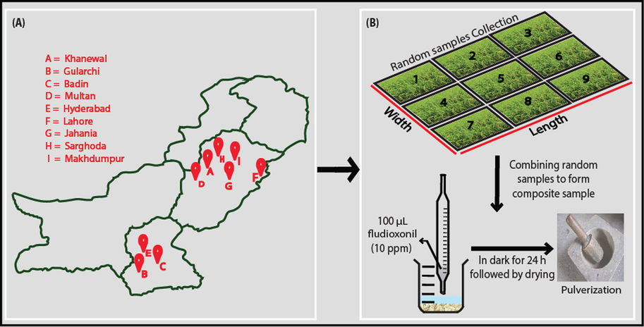 Rice sampling regions (A) and strategy to obtain representative rice sample (B).