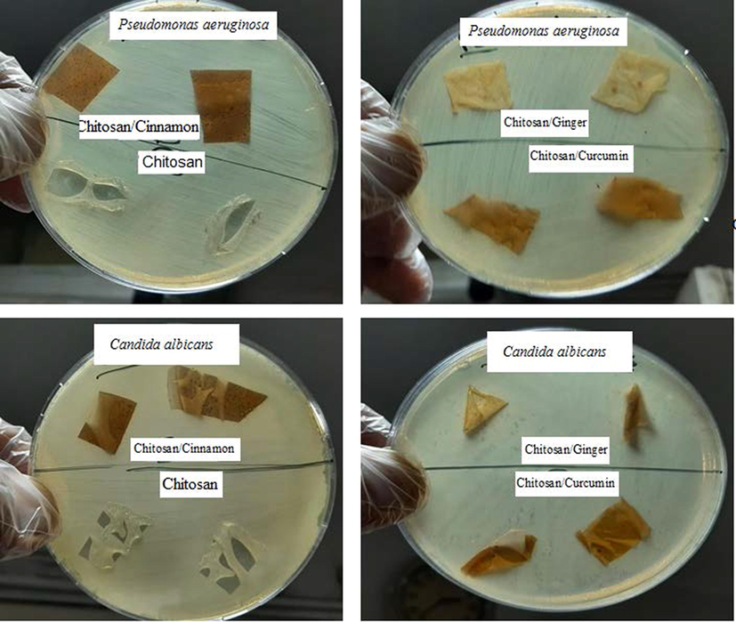 Antimicrobial activity of Chitosan, Chitosan/Ginger, Chitosan/Curcumin and Chitosan/Cinnamon against Pseudomonas aeruginosa and Candida albicans via agar plate method.