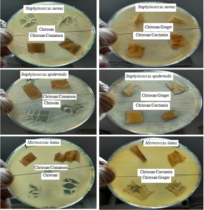 Antimicrobial activity of Chitosan, Chitosan/Ginger, Chitosan/Curcumin and Chitosan/Cinnamon against Staphylococcus aureus, Staphylococcus epidermidis and Micrococcus luteus via agar plate method.