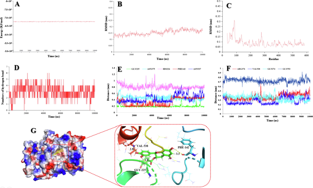 (A) The potential energy of compound 4 with COX-2 in 10 ns of MD simulation. (B) RMSD of compound 4 with COX-2 in 10 ns of MD simulation. (C) RMSF of compound 4 with COX-2 in 10 ns of MD simulation. (D) The numbers of hydrogen bond in 10 ns of MD simulation. (E) The distances compound 4 with GLY-225, ASN-375, HIS-226, PHE-142, and ASN-537 of COX-2. (F) The distances of compound 4 with ARG-376, VAL-538, GLN-374, and GLY-553 of COX-2. (G) 3D structure of the complex of compound 4 bounded COX-2 and their interaction form in the final frame of 10 ns MD simulation.