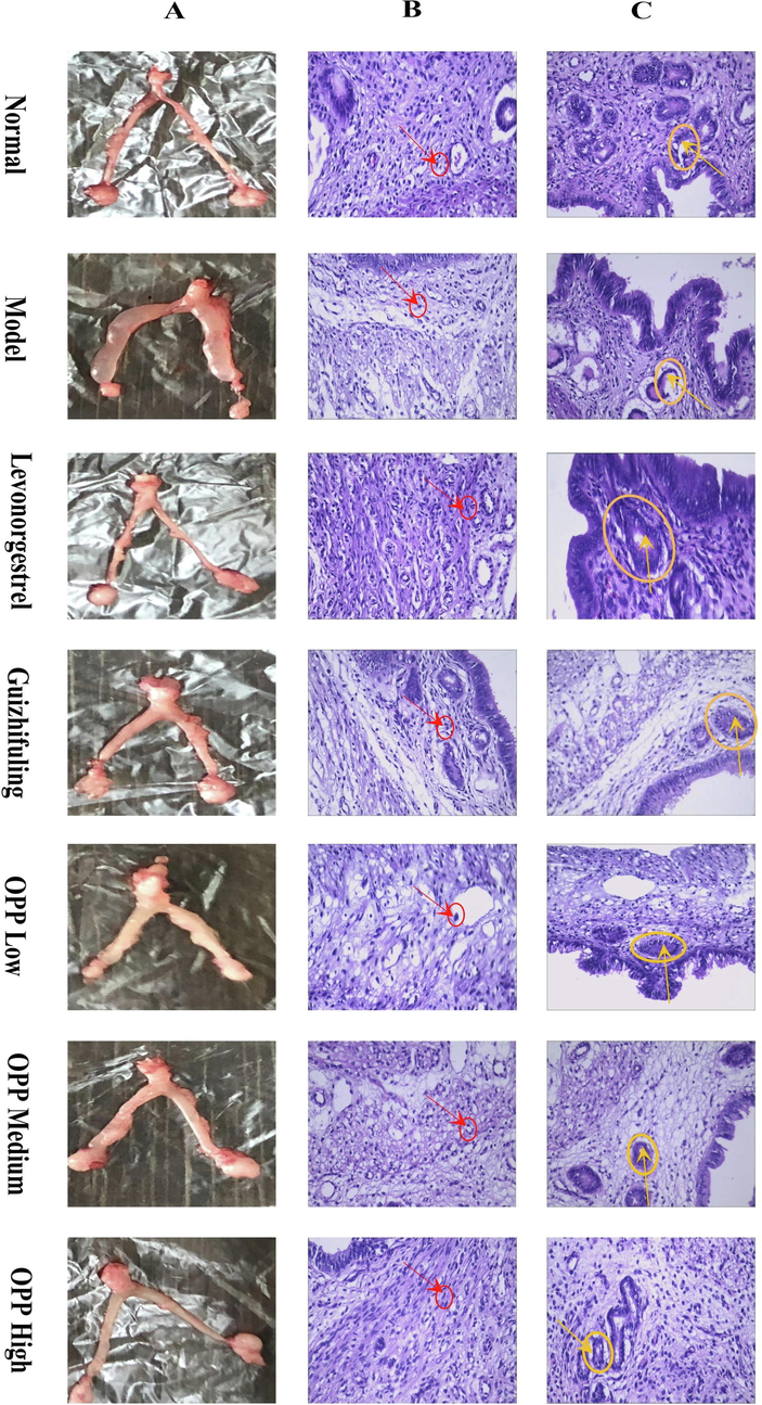 Uterine morphology of mice in each group after 9 days of diethylstilbestrol induction and drug intervention (A), arrangement of mouse uterine smooth muscle cells in each group (B), endometrial glands in each group of mice (C).