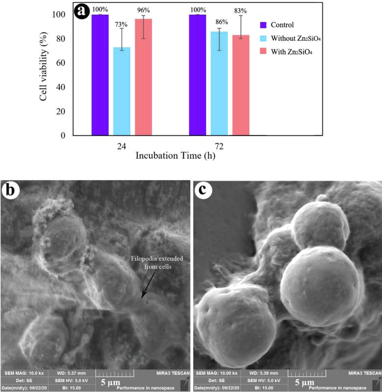 (a) Cell viability of hydrogels with and without Zn2SiO4 NPs, FE-SEM images of cell-cultured hydrogels (b) with 0.12 wt% Zn2SiO4, and (c) without Zn2SiO4.