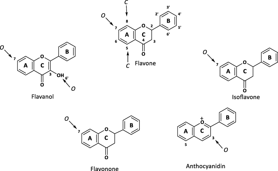 Basic skeleton and glycosidic linkages of flavonoids.