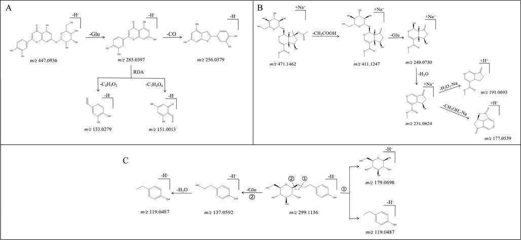 Possible mass fragmentation pathways of luteolin-7-O-β-D-glucopyranside (A), 8-O-acetyl shanzhiside methyl ester (B), and salidroside (C).