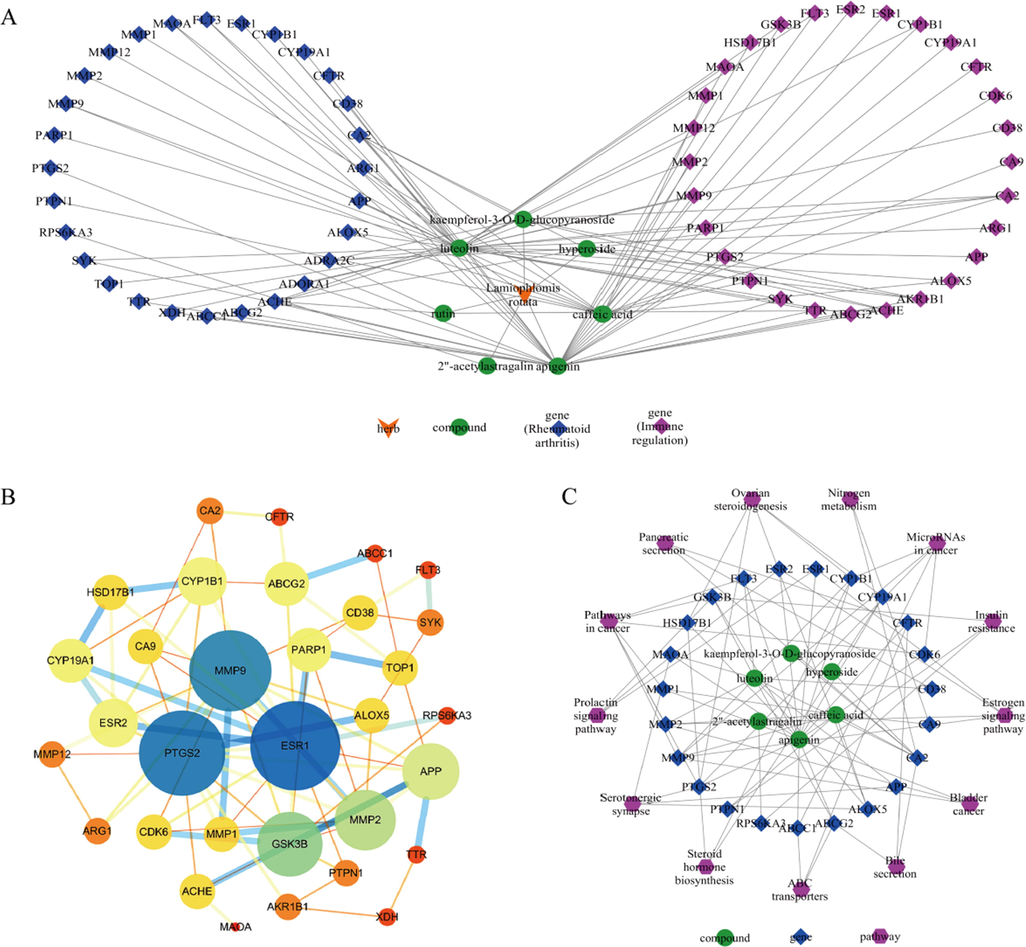 Lamiophlomis rotata active ingredient - predicted target interaction network (A); protein–protein interaction network (B); Lamiophlomis rotata active ingredient - target - pathway network (C).