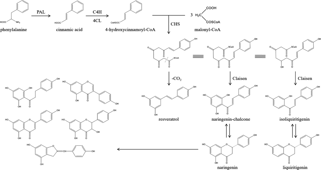 Flavonoid biosynthesis pathway.