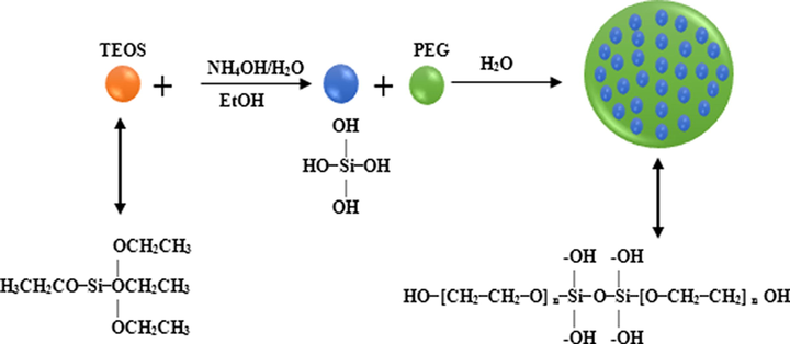 The formation mechanism of particles of the PEG-SiO2 NC.