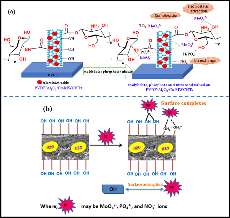 (a, b) Schemastic representation mechanism of molybdate, phosphate and nitrate adsorption onto PVDF/Al2O3/Cs-MWCNTs.