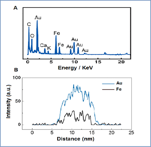 (A) Energy-dispersive X-ray spectroscopy (EDX) spectrum of Fe@AuNPs with aqueous extract and (B) Line scanning profiles of Fe@AuNPs.