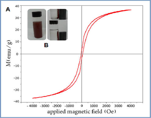 (A) Magnetic hysteresis loops of Fe@AuNPs, (B) Image of the magnetic nanoparticles.