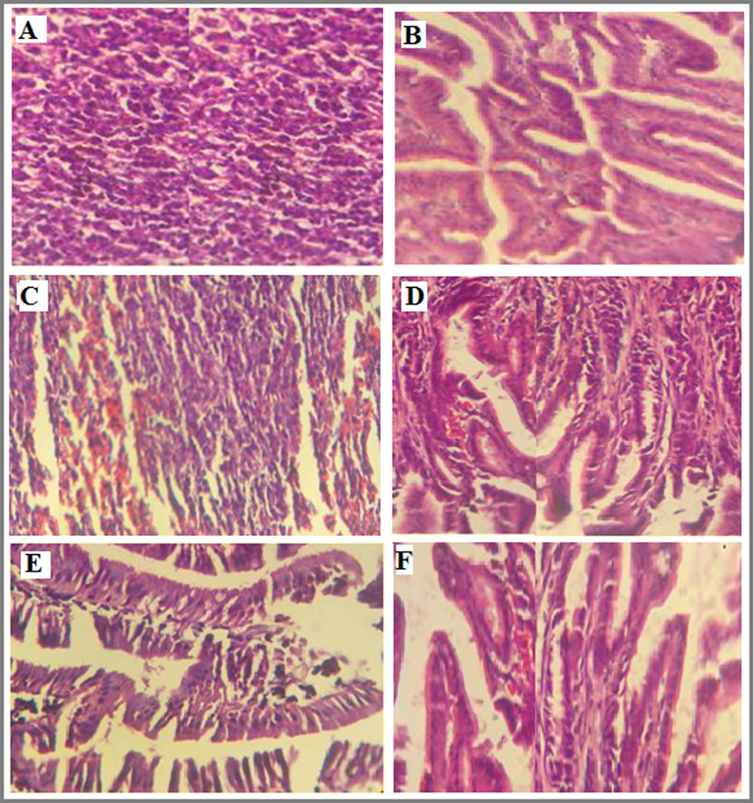 Anti-ulcer activity of: (A) stomach of an ulcer control rat, (B) stomach of a rat treated with the reference drug, (C) stomach of a rat treated with 250 mg kg−1 (OLC) extract, (D) stomach of a rat treated with 500 mg kg−1 (OLC) extract, (E) stomach of a rat treated with 250 mg kg−1 OLC-Fe@AuNPs, (F) stomach of a rat treated with 500 mg kg−1 OLC-Fe@AuNPs.