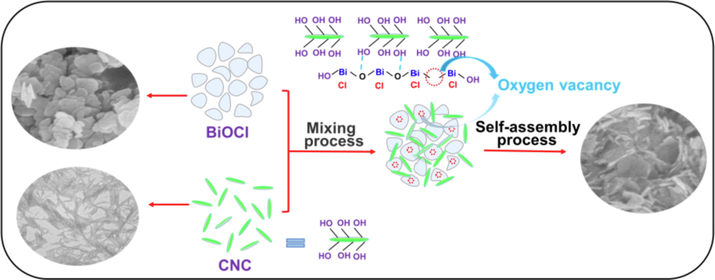 Schematic illustration of the growth mechanism of BiOCl/CNC.