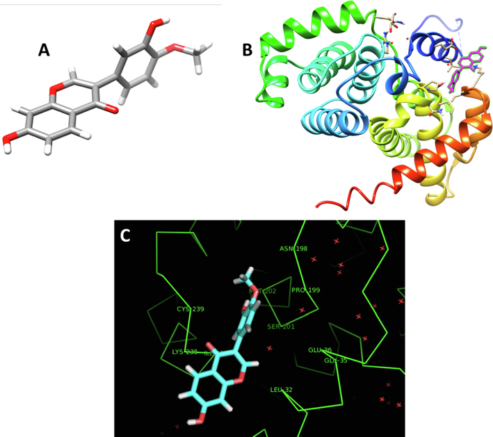 (A) Calycosin structure, (B) Docking complex of calycosin-cyclin D1, (C) Interactive residues involved in the interaction of calycosin and cyclin D1.