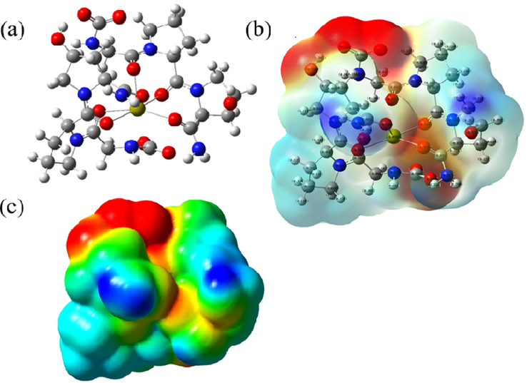 The model of carbonyl group binding to Ca2+ (a- Optimized atomic geometric structure; b- Charge distribution perspective; c- electrostatic potential diagram).