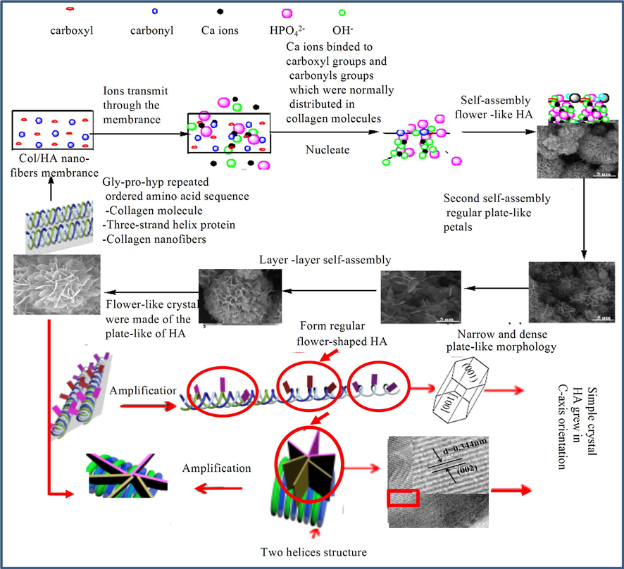 Crystal growth mechanism of nHA array.