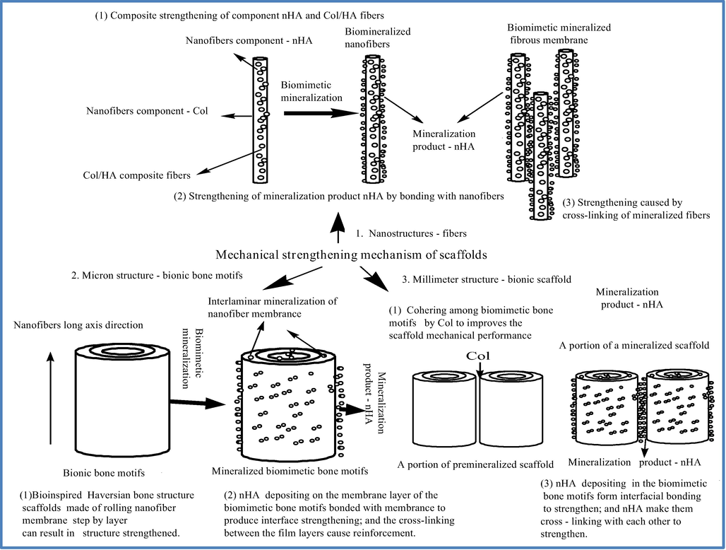 The double multistage strengthening mechanism of the scaffolds.