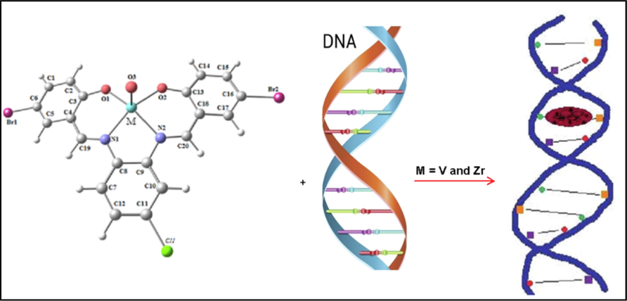 The suggested interaction of VOL and ZrOL complexes with CT-DNA.