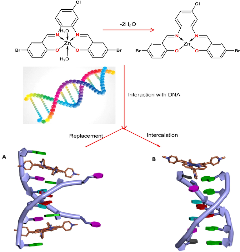 The proposed interaction of ZnL(H2O)2 chelate with CT-DNA.