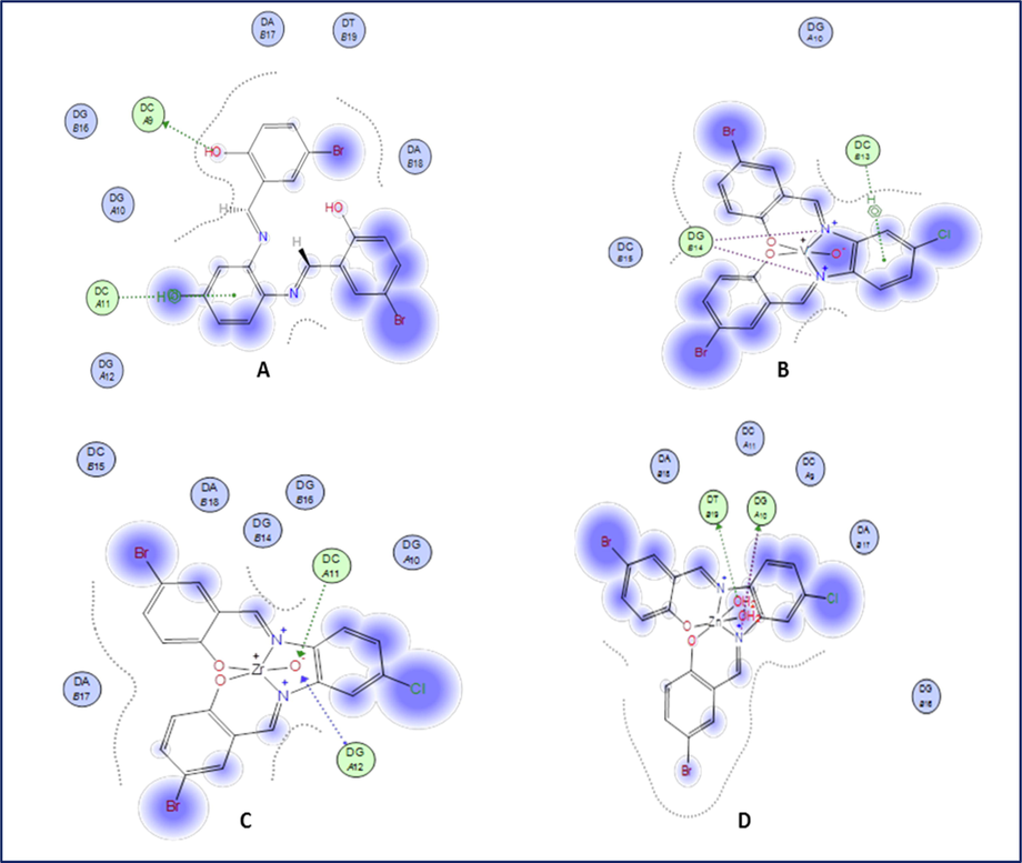 2D plot of the interaction between H2L (A), VOL (B), ZrOL (C) and ZnL(H2O)2 (D) with the active site of the receptor of human DNA (PDB ID:1BNA). Hydrophobic interactions with amino acid residues are shown with dotted curves.