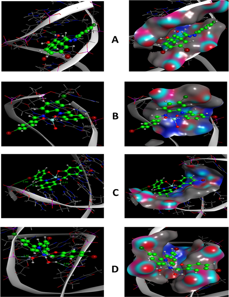 Molecular docking simulation studies of the interaction between H2L (A), VOL (B), ZrOL (C) and ZnL(H2O)2 (D) with the active site of the receptor of human DNA (PDB ID:1BNA). The docked conformation of the compound is shown in ball and stick representation.