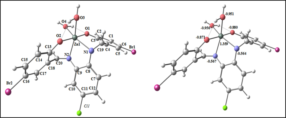 The optimized structure and the natural charges on active centers of (ZnL(H2O2)).