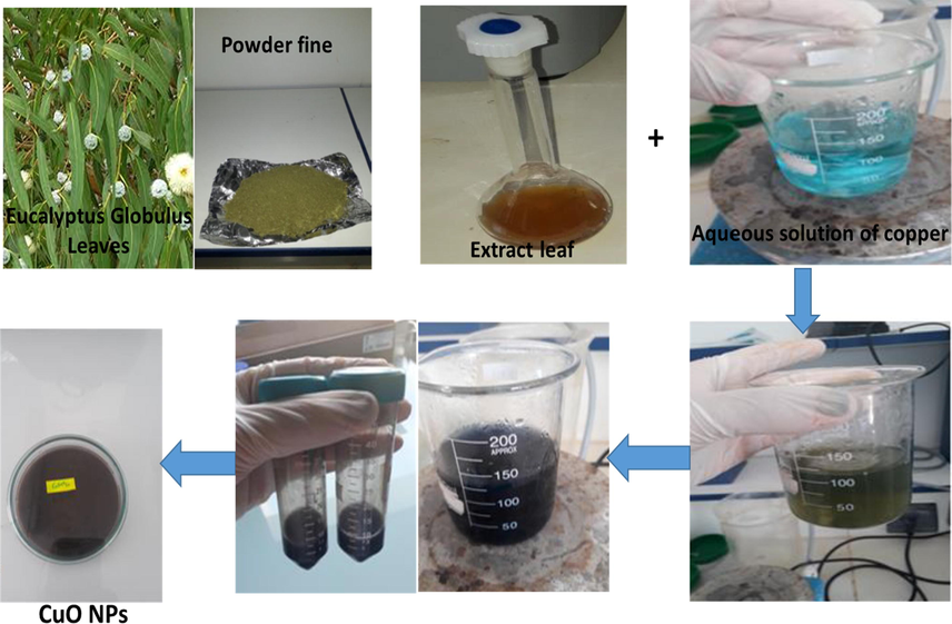 Major steps of the biosynthesis of copper oxide nanoparticles using Eucalyptus Globulus leaves extract for methyl orange sorption.