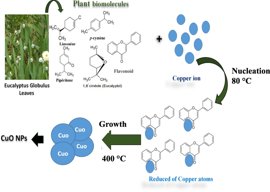 Possible mechanism of formation CuO NPs using leaf extract of E. Globulus.