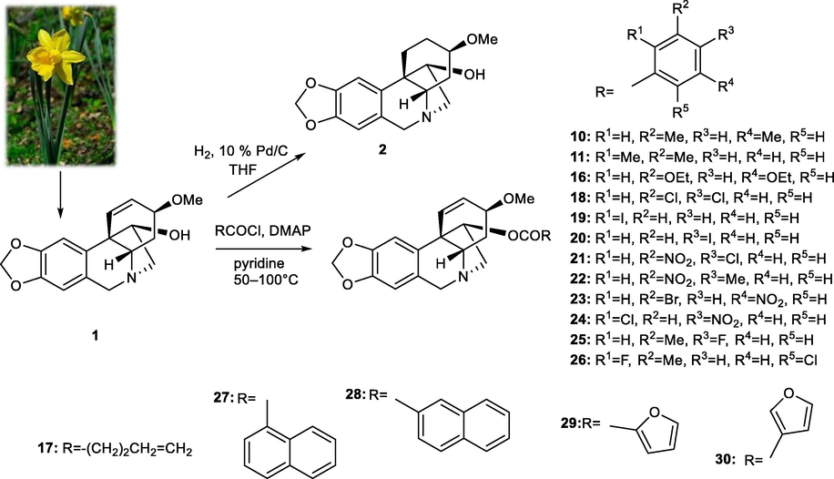 Design and synthesis of new haemanthamine derivatives.