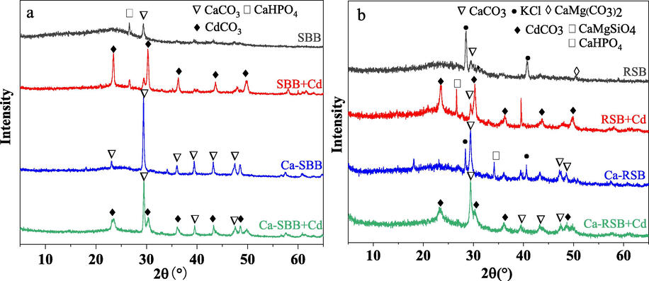 XRD spectra of SBB, Ca-SBB (a) and RSB, Ca-RSB (b) before and after Cd2+ adsorption, respectively.