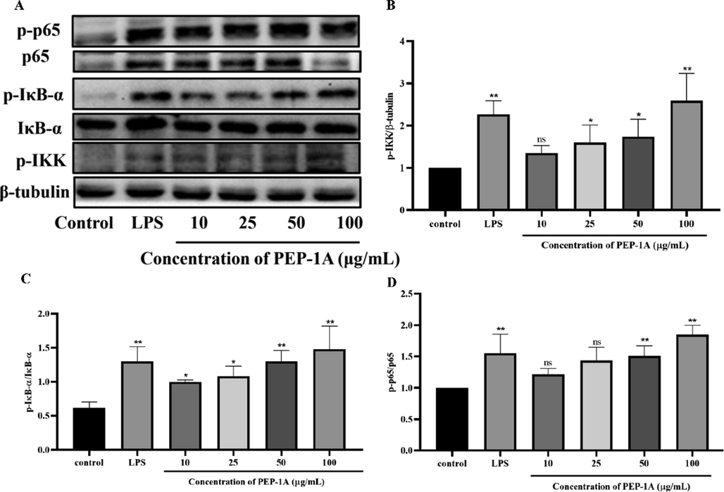 Effect of PEP-1A on NF-κB signaling pathway. Representative blot images (A). Protein expression of p-IKK (B), p-IκB-α/IκB-α (C) and p-p65/p65 (D). *p < 0.05, **p < 0.01, ns = no significance.